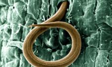 Nematodul rădăcinilor Nematodul rădăcinilor